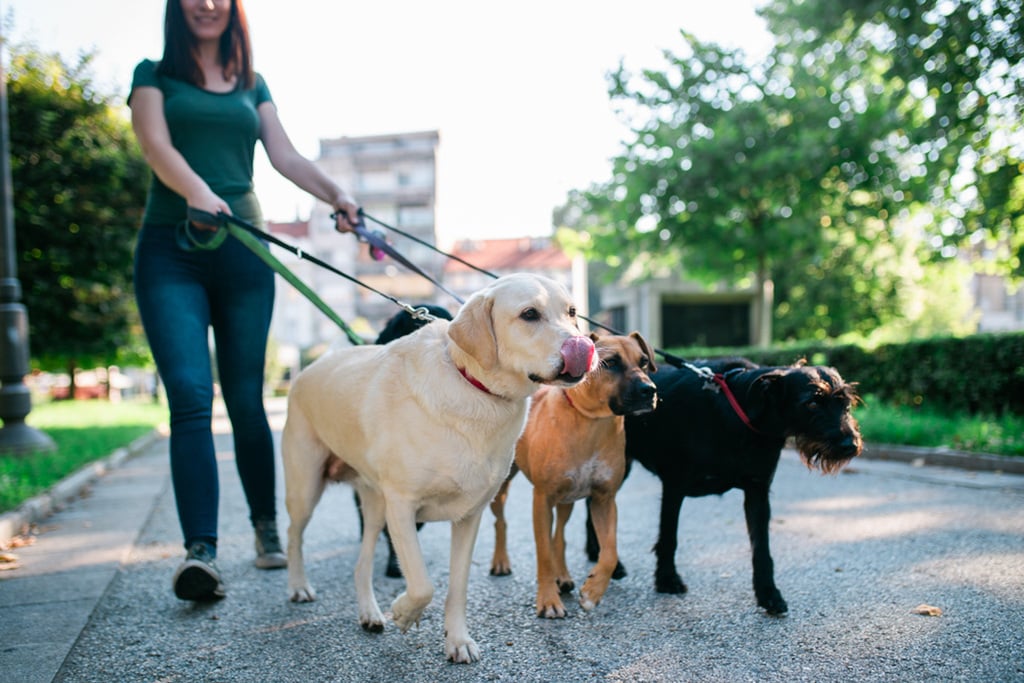 Pet Sitter or Dog Walker