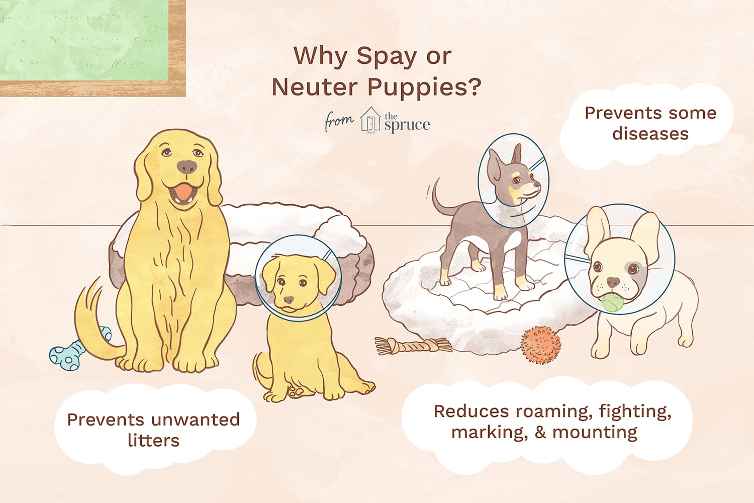 The Importance of Spaying/Neutering