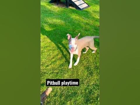 Pitbull Playtime