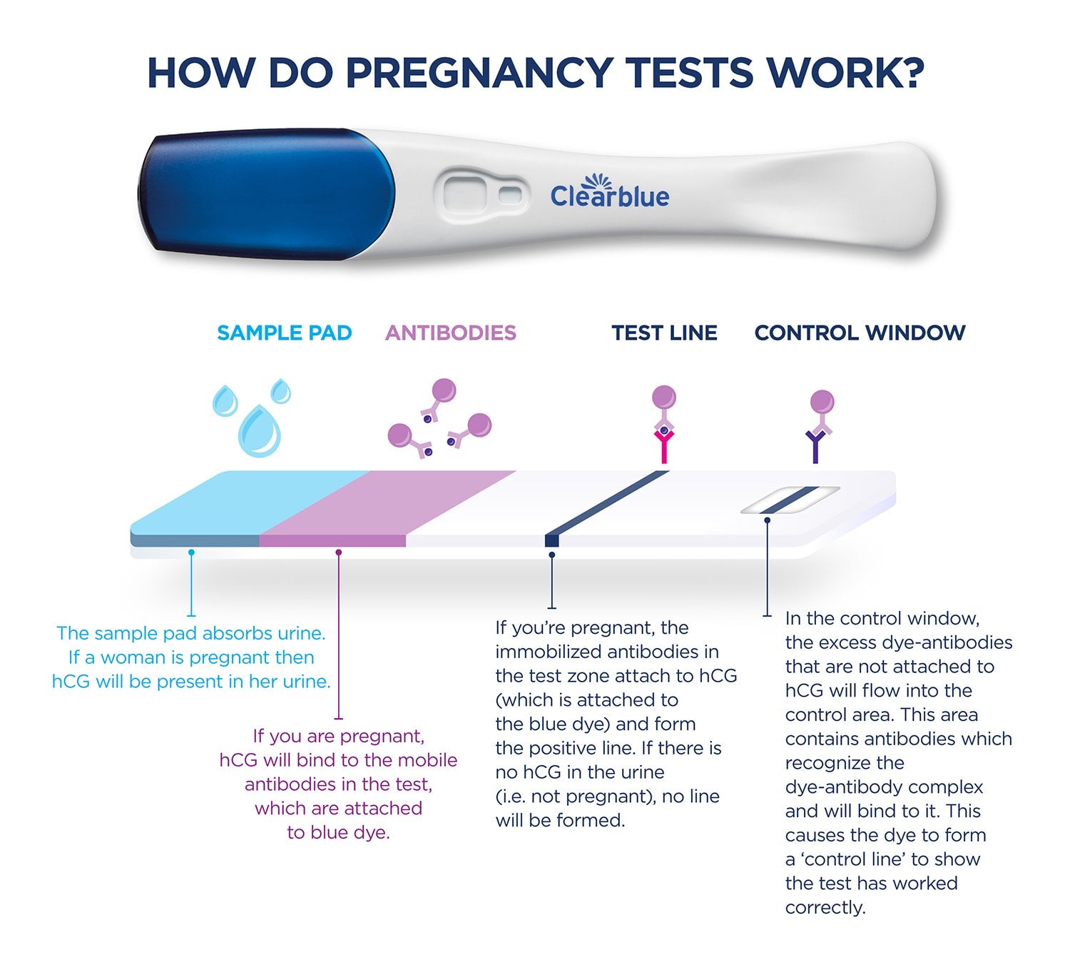 Interpreting Pregnancy Test Results