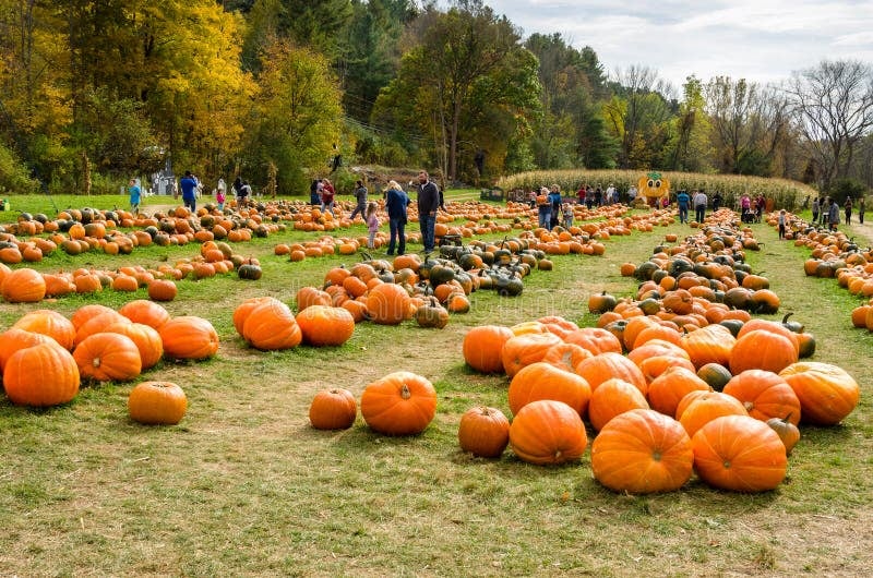 Pumpkin Picking