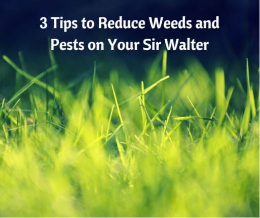 Reduce Weeds and Pests