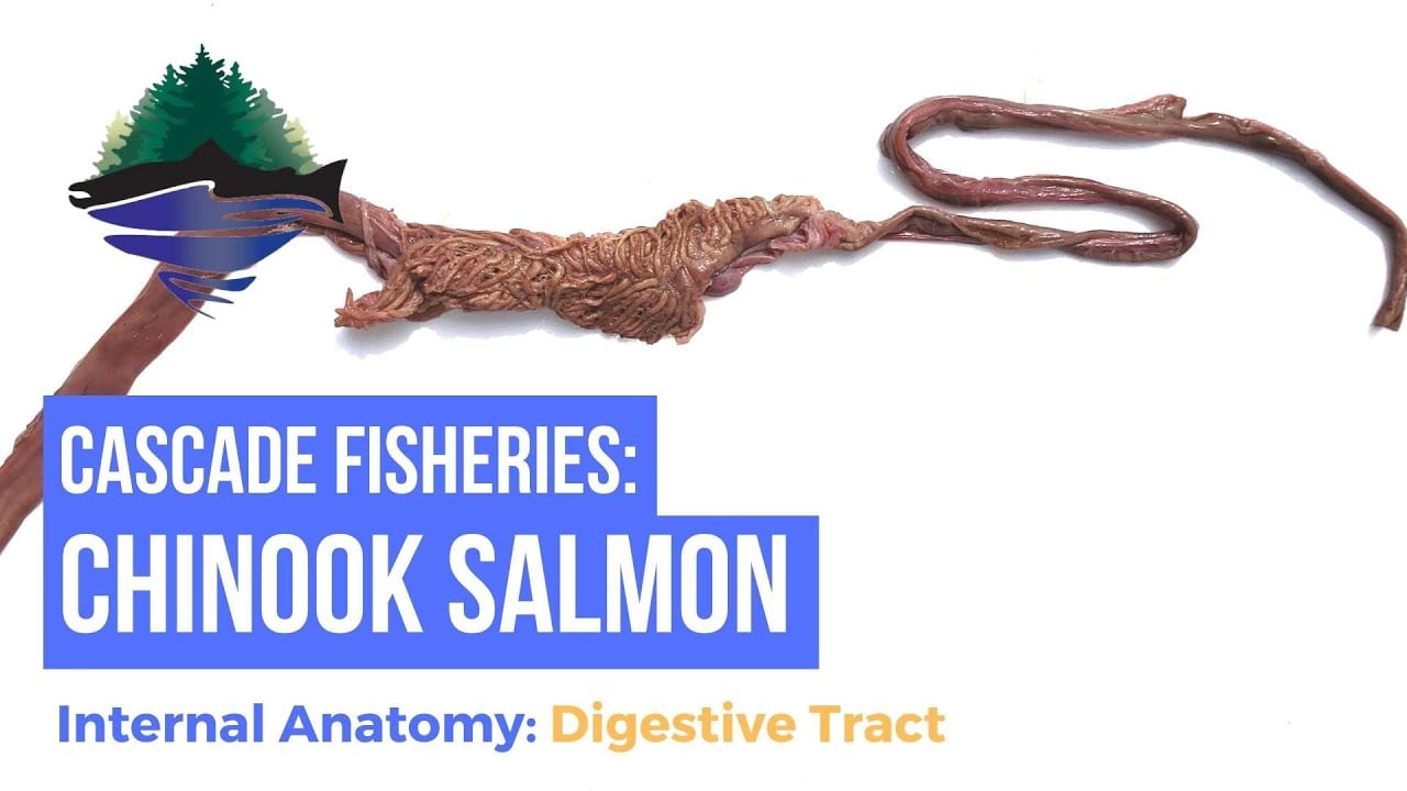 Salmon digestion time