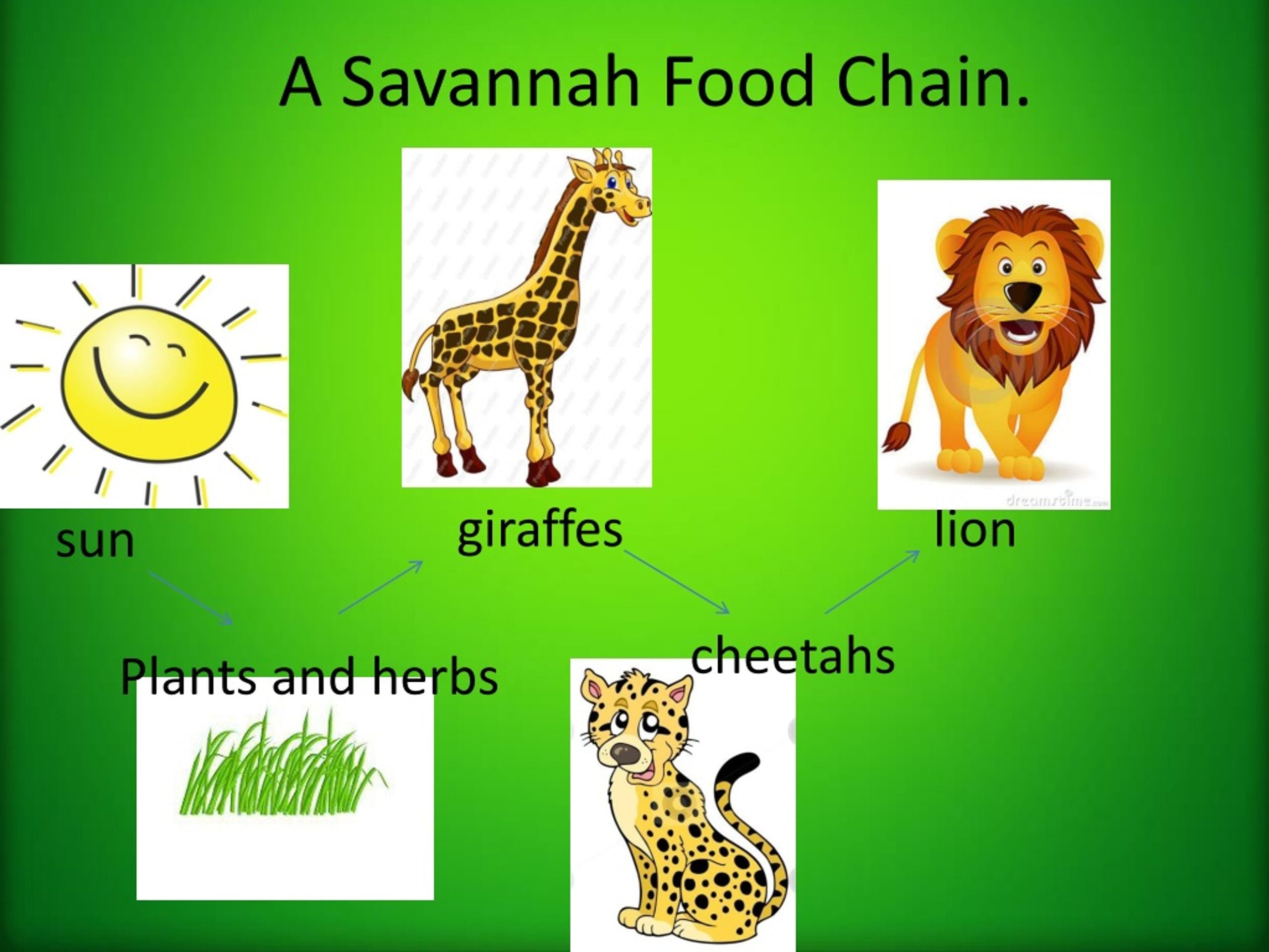 Savannah Food Chain