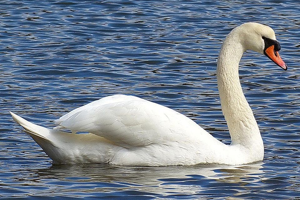 The Serene Swan