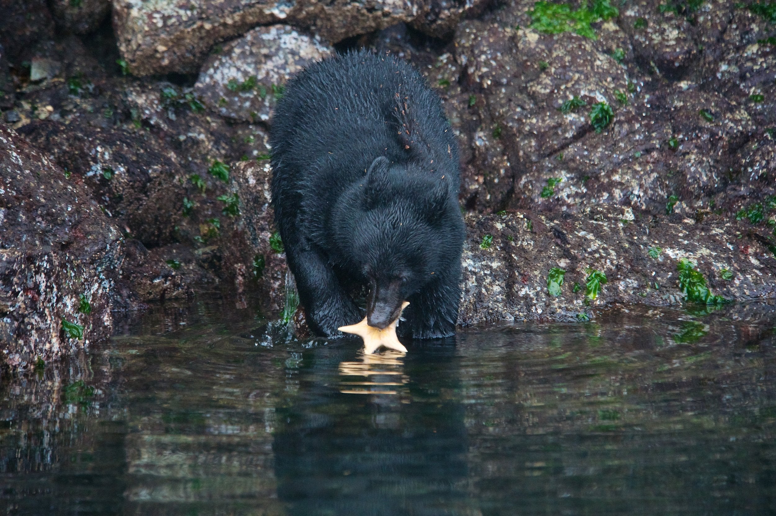 Tofino Wildlife Tour