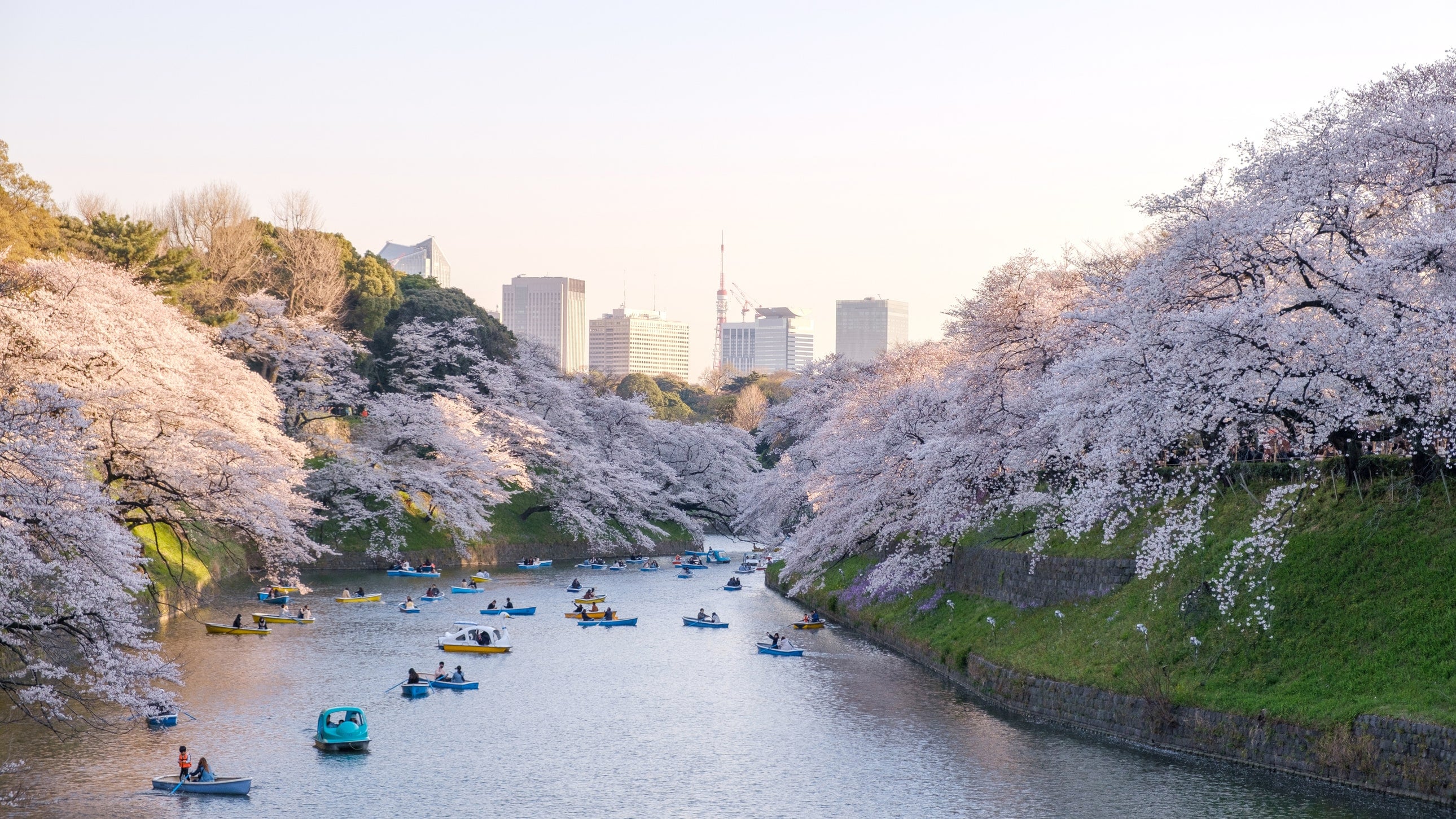 Tokyo, Japan: A Traditional Celebration