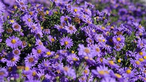 Types of Aster Flowers