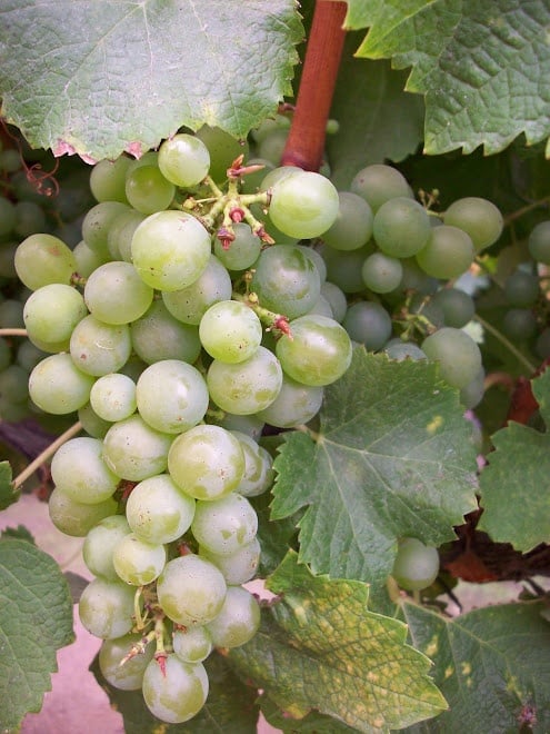 Versatile Grapes