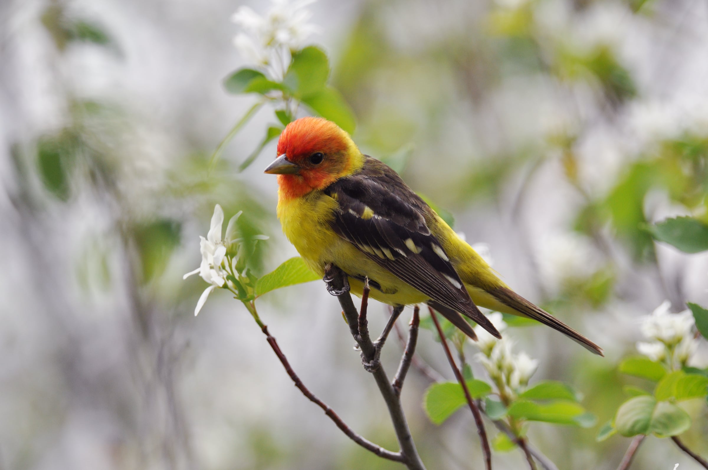 Western Tanager