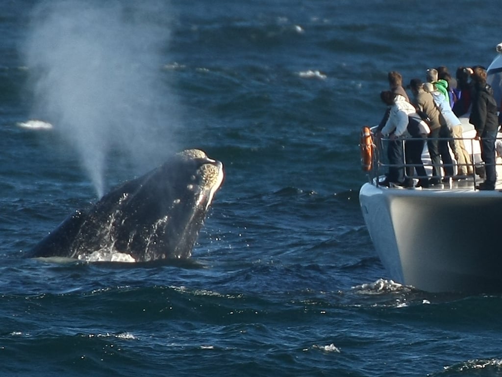 Whale Watching in South Africa