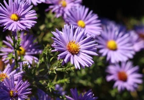 When Do Aster Flowers Bloom