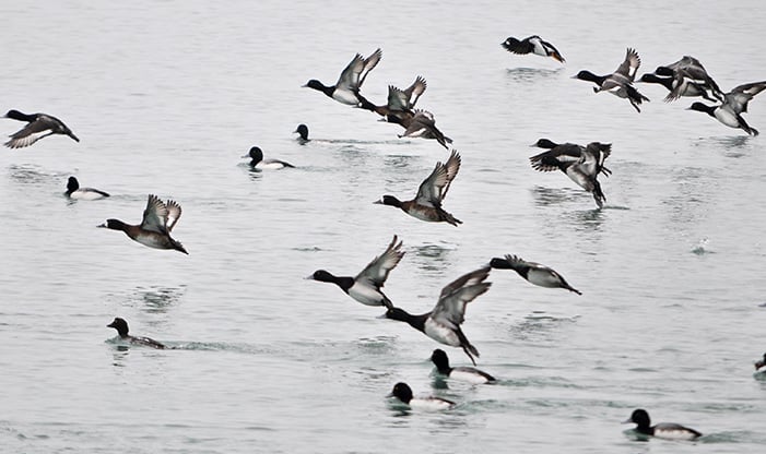 Winter Waterfowl