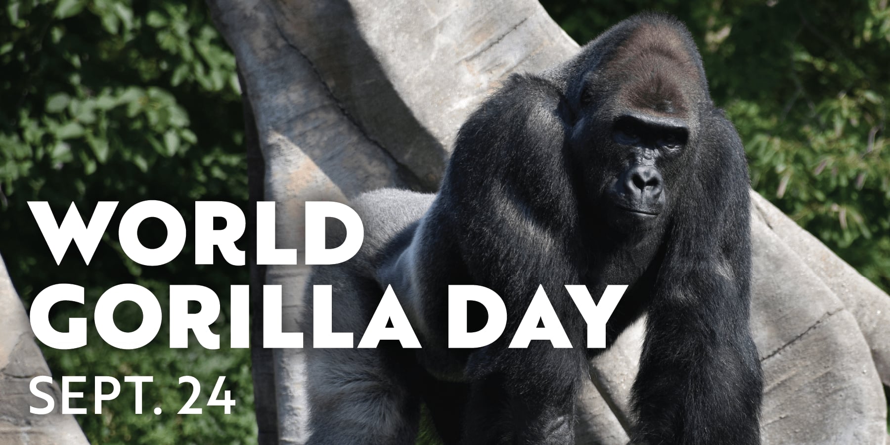 World Gorilla Day