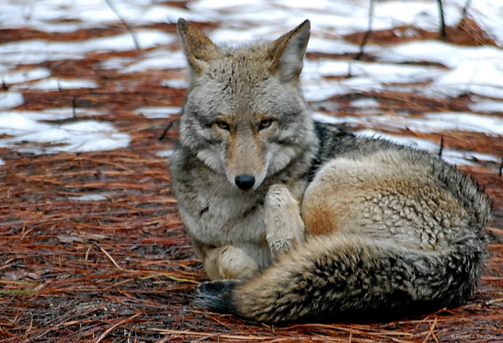 Yosemite Wildlife